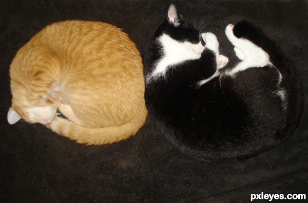 curled kitties